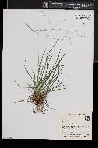 Poa alsodes image