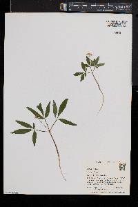 Panax trifolius image