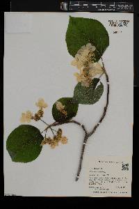 Viburnum lantanoides image