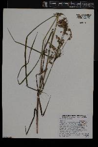 Scirpus atrocinctus image