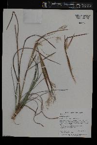 Andropogon gyrans image