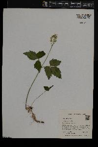 Cardamine diphylla image