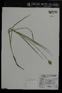 Carex cumulata image