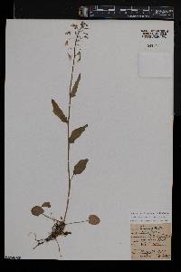 Cardamine bulbosa image