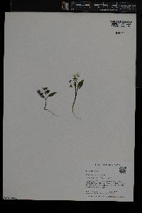 Claytonia caroliniana image