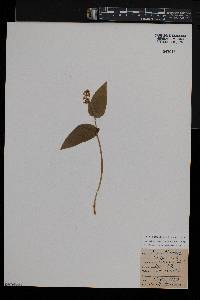 Maianthemum canadense image