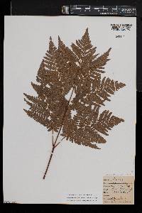 Pteridium aquilinum var. latiusculum image