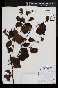 Bauhinia galpinii image