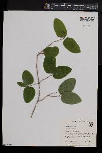 Lonicera canadensis image