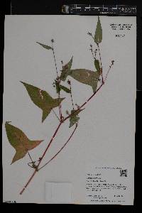 Persicaria arifolia image