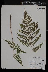 Dryopteris × triploidea image