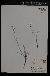 Juncus subcaudatus image