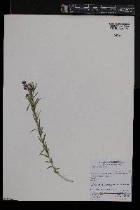 Polygala gracilenta image