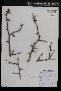 Commiphora mollis image