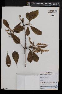 Terminalia phanerophlebia image