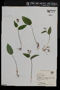 Maianthemum canadense image