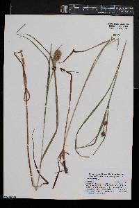 Carex squarrosa image