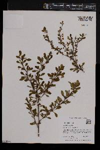 Berberis thunbergii image