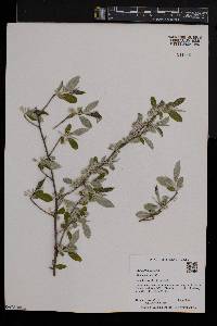 Elaeagnus umbellata image