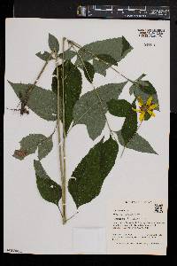 Helianthus decapetalus image