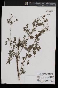 Bidens bipinnata image