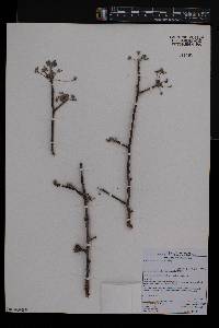 Commiphora mollis image