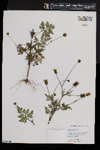 Bidens bipinnata image