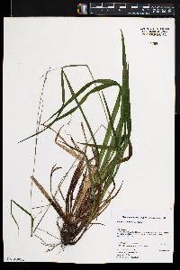 Carex roanensis image