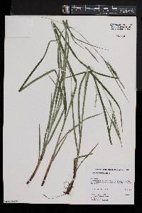 Carex roanensis image