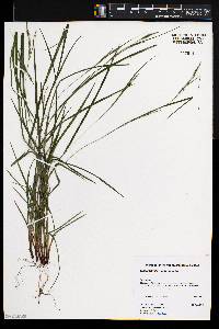 Carex aestivalis image