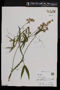 Lathyrus sylvestris image