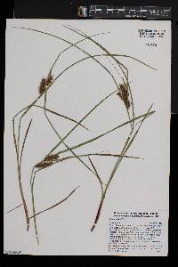 Carex baileyi image