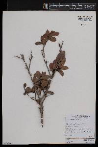 Diospyros whyteana image