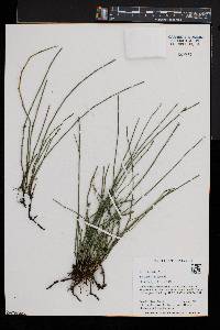 Equisetum variegatum image