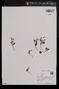 Claytonia caroliniana image