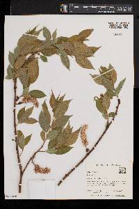 Salix lucida image