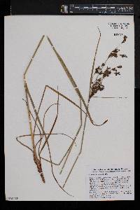 Scirpus atrocinctus image