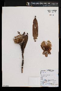 Image Associated With the Occurence