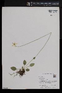 Parnassia glauca image