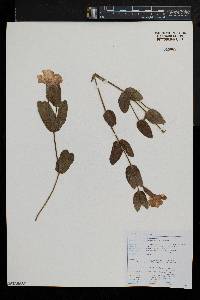 Thunbergia atriplicifolia image