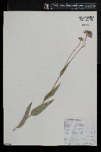 Afroaster serrulatus image