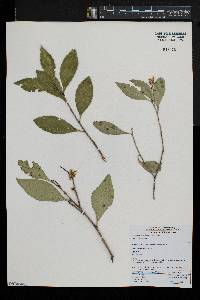 Maytenus acuminata image