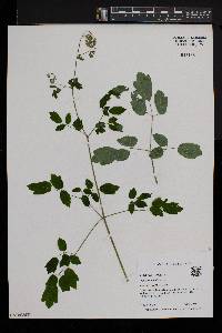 Thalictrum pubescens image