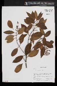 Olea capensis image