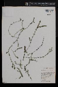 Hydrilla verticillata image