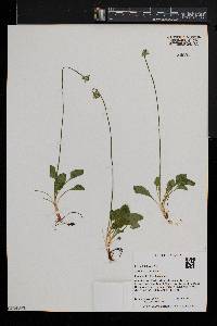 Parnassia kotzebuei image