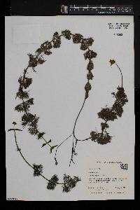 Bidens beckii image