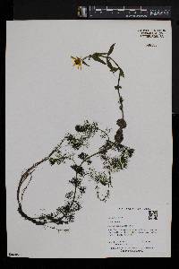 Bidens beckii image