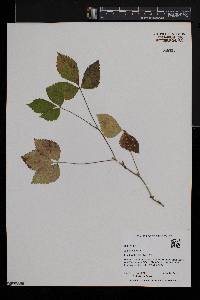 Rubus pubescens image