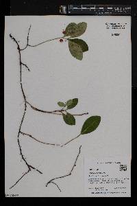 Gaultheria procumbens image